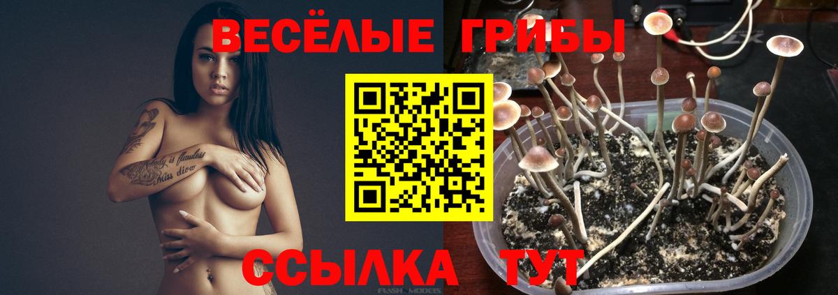 Ростов Великий  Псилоцибиновые грибы Psilocybine cubensis  где продают   Вход с VPN 